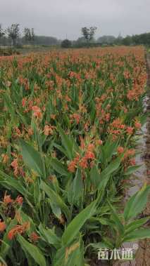 高度40厘米水生美人蕉