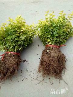 高度10厘米金叶女贞