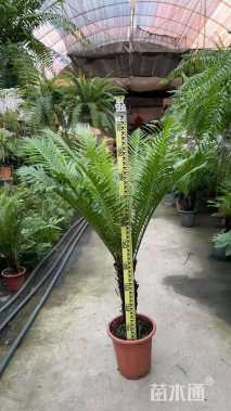 高度80厘米富贵蕨