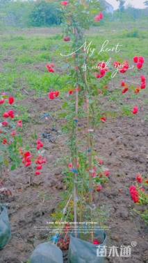 高度80厘米木香