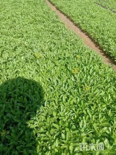 高度20厘米八宝景天