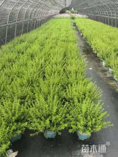 高度40厘米金边六月雪