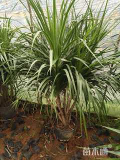 高度100厘米龙血树