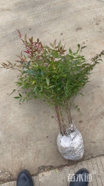 高度50厘米红天竹