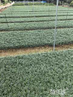 高度8厘米玉龙草