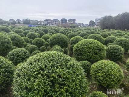 冠幅100厘米小叶女贞球