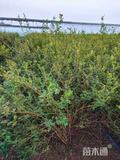 高度80厘米黄刺玫