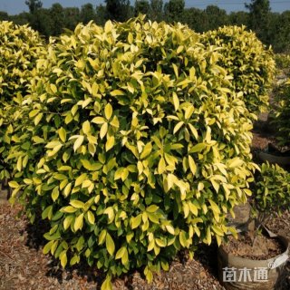 冠幅100厘米黄金榕球