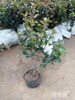 高度40厘米茶梅小苗