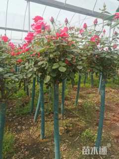 高度140厘米月季