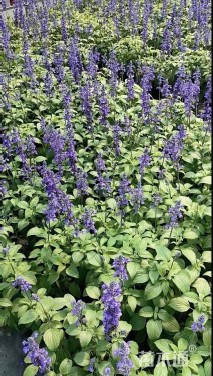 高度20厘米鼠尾草