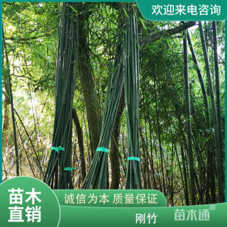 地栽苗刚竹