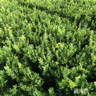 高度50厘米万年青