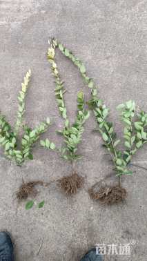 高度40厘米金森女贞