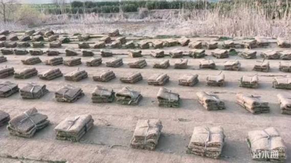 草卷状百慕大草