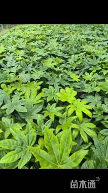 高度30厘米八角金盘