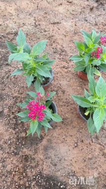 高度15厘米五星花