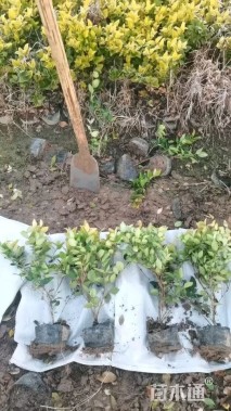 高度60厘米金森女贞