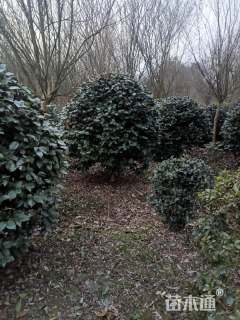 冠幅180厘米山茶花球