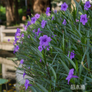 高度60厘米翠芦莉