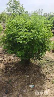 高度100厘米双荚决明