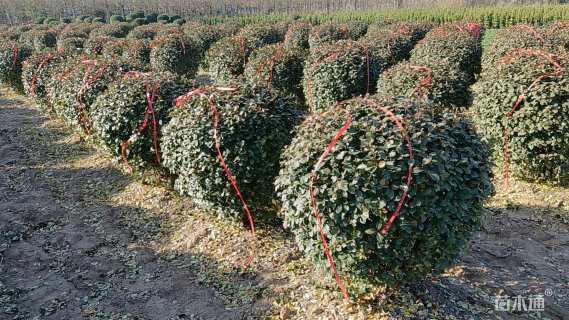 冠幅100厘米卫矛球