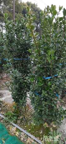 高度180厘米大叶黄杨柱