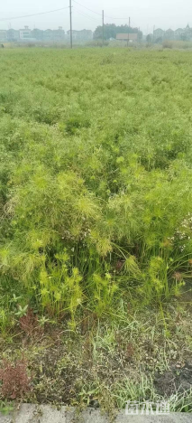 高度30厘米莎草