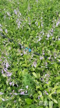 高度15厘米花叶玉簪