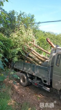 10公分鸡冠刺桐