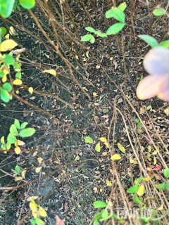 高度50厘米矮紫薇小苗