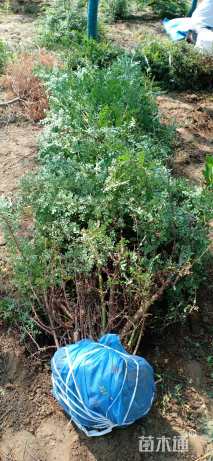 高度120厘米黄刺玫