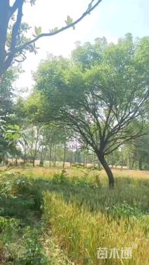 30公分元宝枫