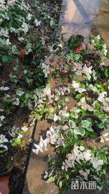 50厘米花叶络石