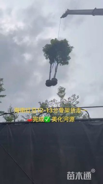 10公分海南红豆