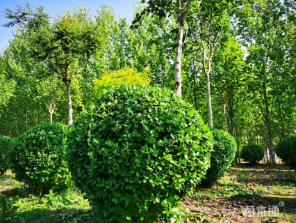 冠幅120厘米卫矛球