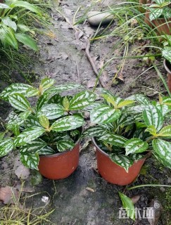 高度35厘米冷水花