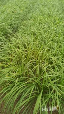 高度50厘米常绿萱草