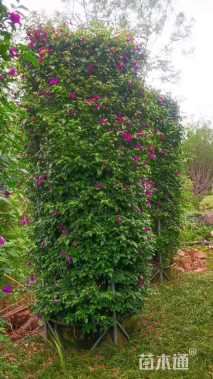 高度400厘米三角梅柱