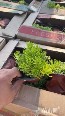 高度15厘米金叶佛甲草