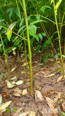 高度50厘米香椿小苗