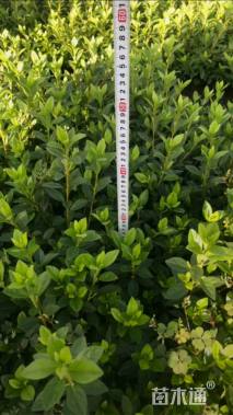 高度30厘米春鹃