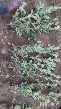 高度50厘米金边黄杨