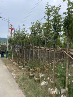 1公分黄花风铃木