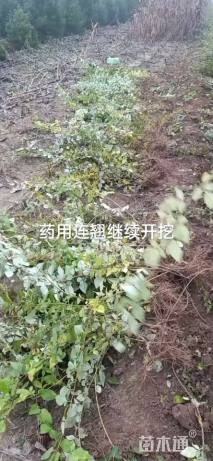 高度40厘米连翘