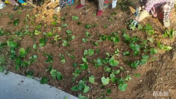 高度20厘米大吴风草