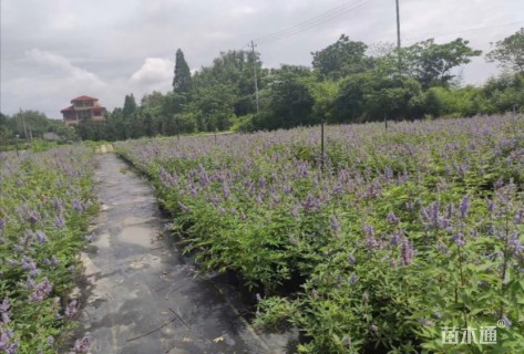 高度60厘米穗花牡荆