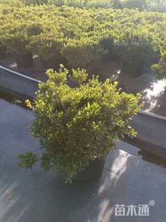 高度30厘米石岩杜鹃