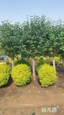 高度260厘米丁香