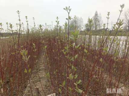 高度70厘米红瑞木